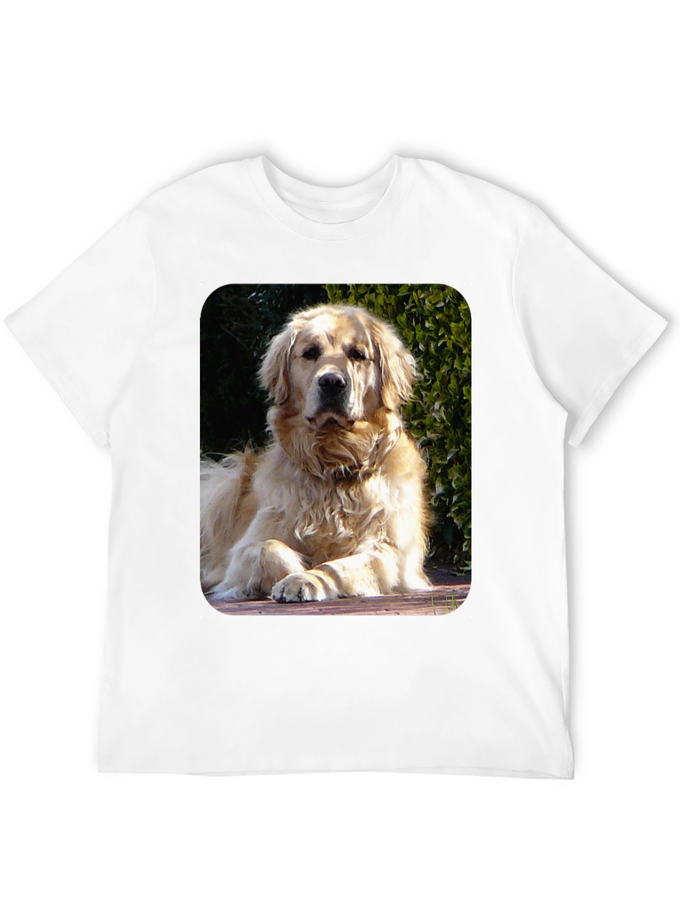 Golden Retriever Graphic Tee - Mens Black T-Shirt