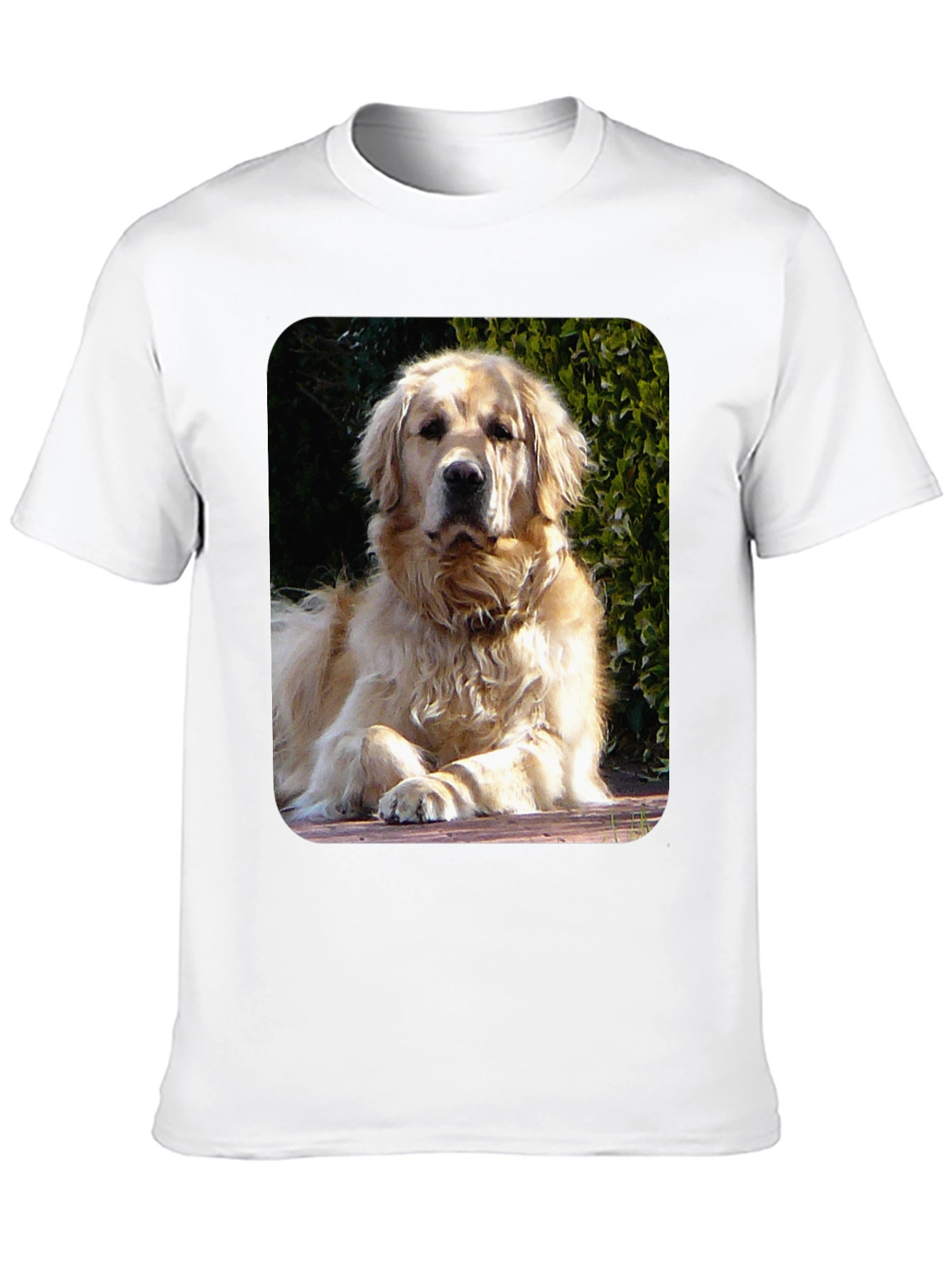 Golden Retriever Graphic Tee - Mens Black T-Shirt
